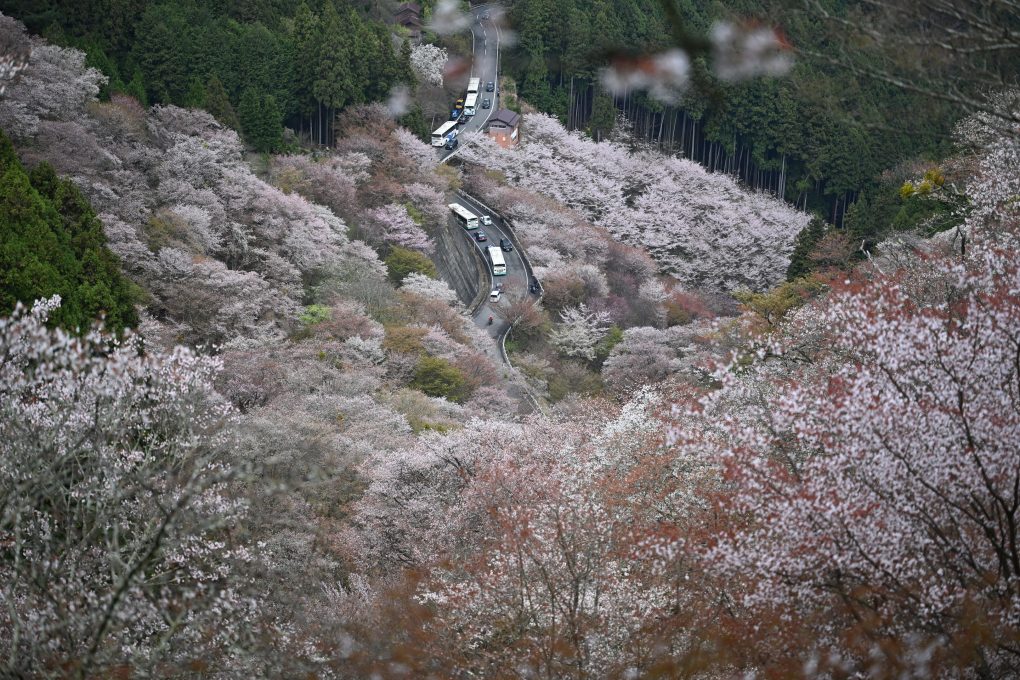 吉野山のくらら千本桜お花見ツアー